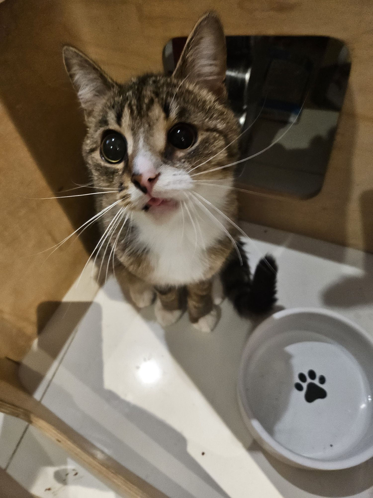 Tomcio prosi o domek