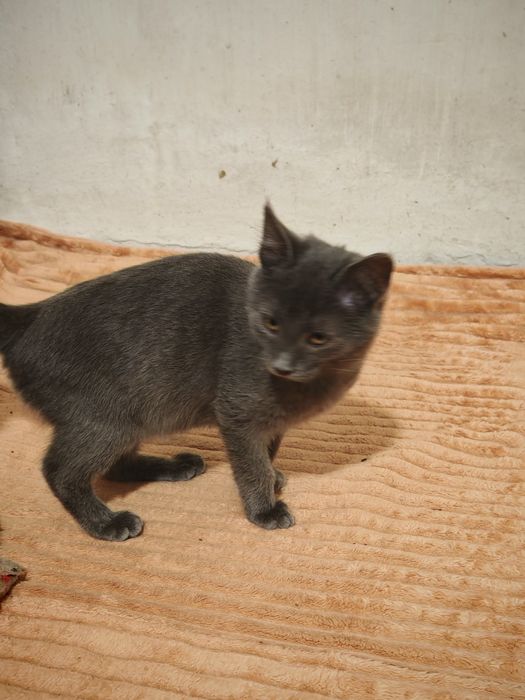 Кошенята в дбайливі руки