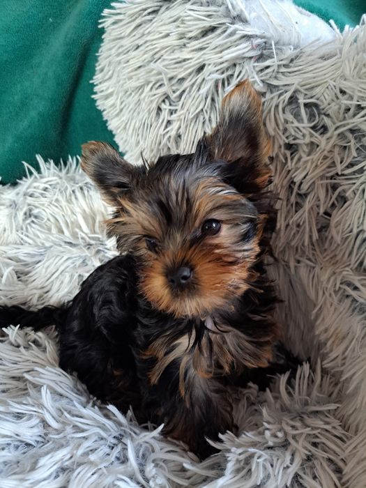 York shire Terrier  mini piesek
