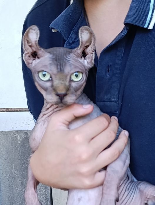 Сфінкс,таббі,ельф