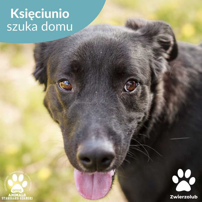 Pokochaj wspaniałego psa Księciunia!