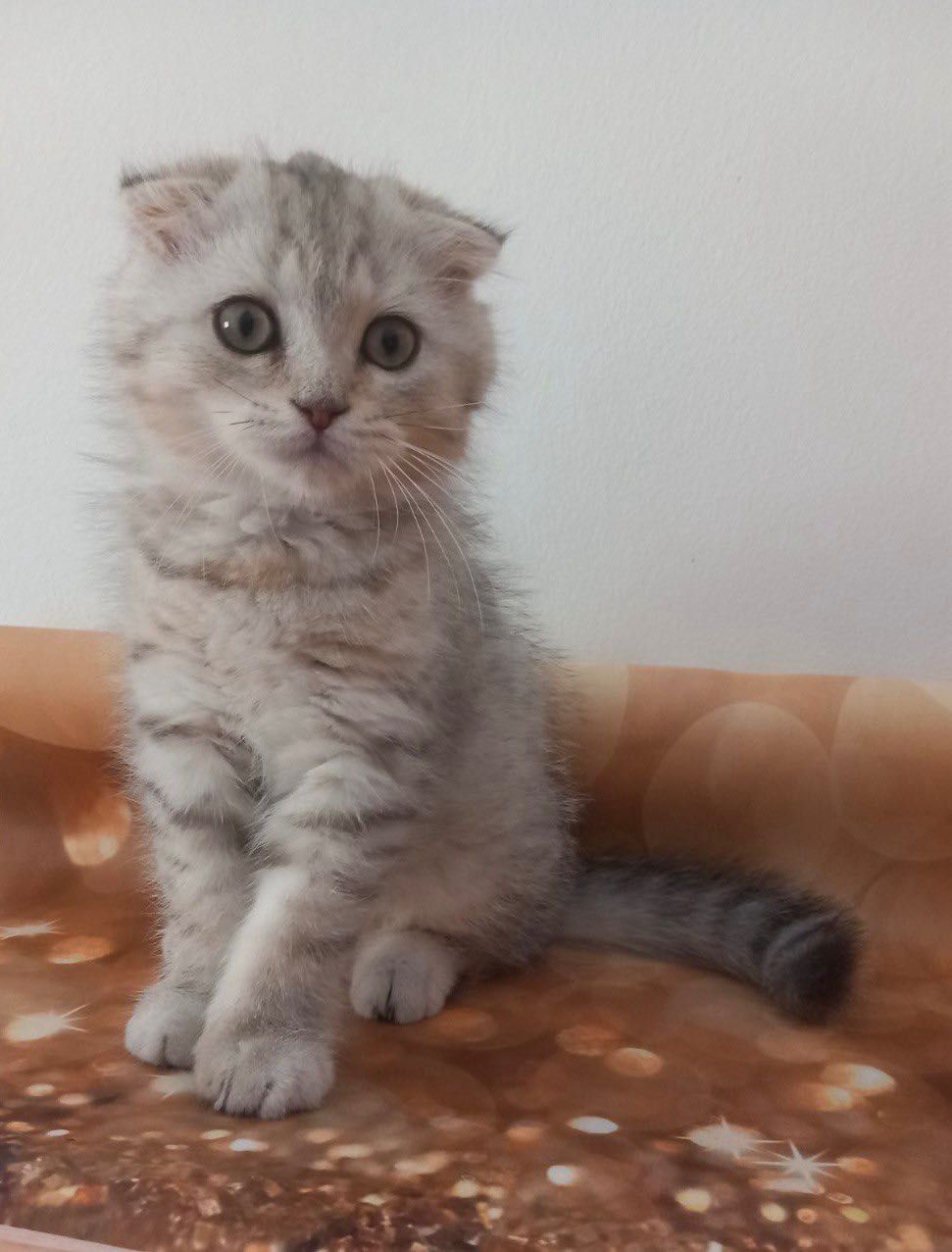 Scottish Fold macho