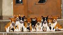 Amber,rudo-biała sunia Basenji, Zkwp/FCI, do rezerwacji