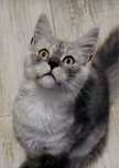 Kotka Maine Coon rodowod FPL/FIFA opcja hodowlana