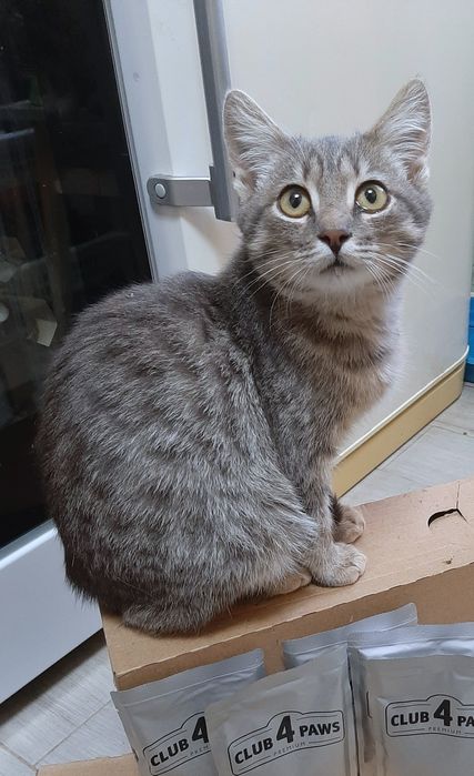 Кошенятко в добрі руки!