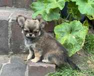 Chihuahua dlugowlosy piesek FCI