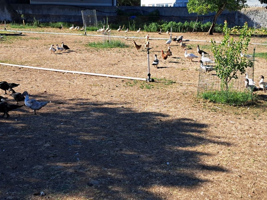 Varios patos mudos várias idades criados ao ar livre com milho