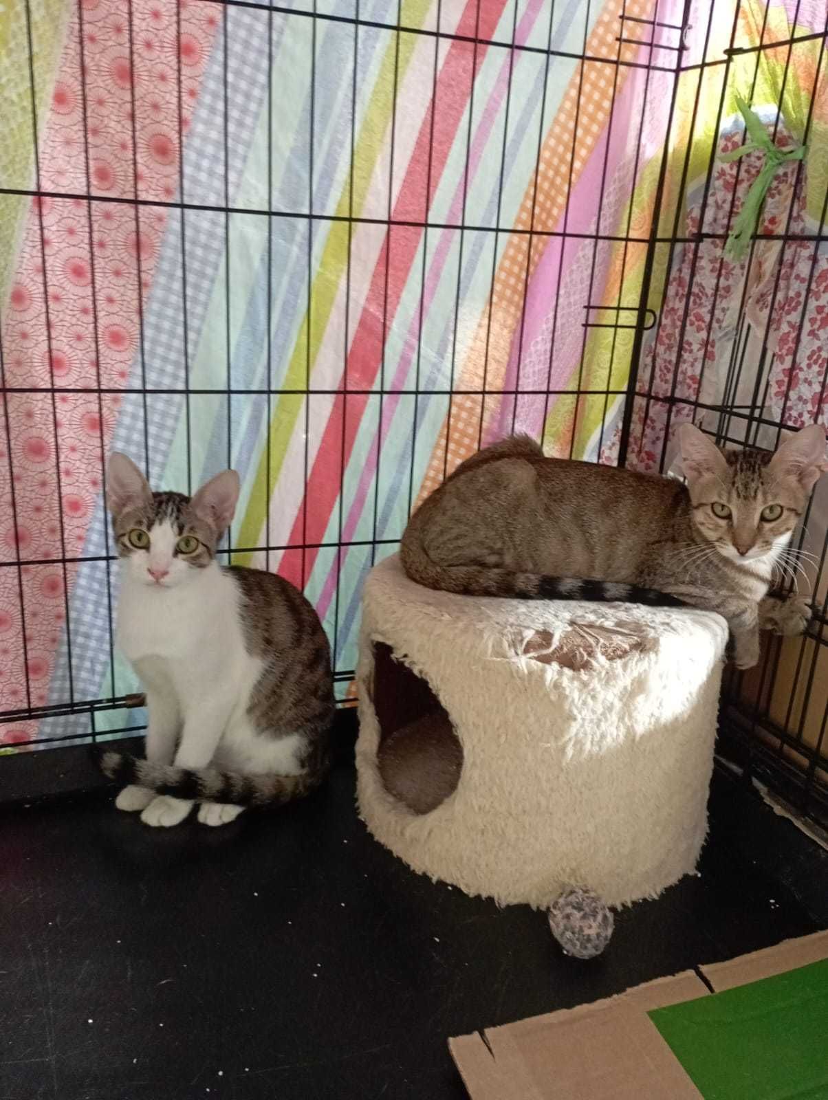 Gatinho e gatinha  bebés para adoção consciente