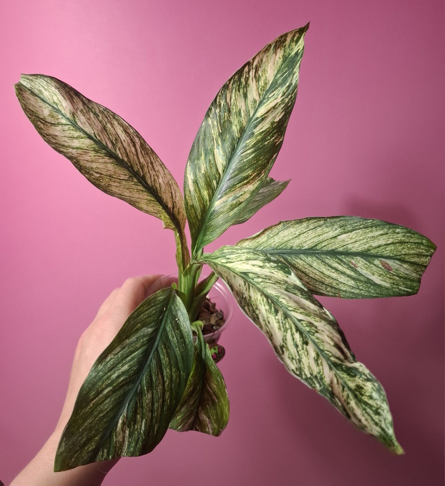 Spathiphyllum sensation Variegata skrzydłokwiat