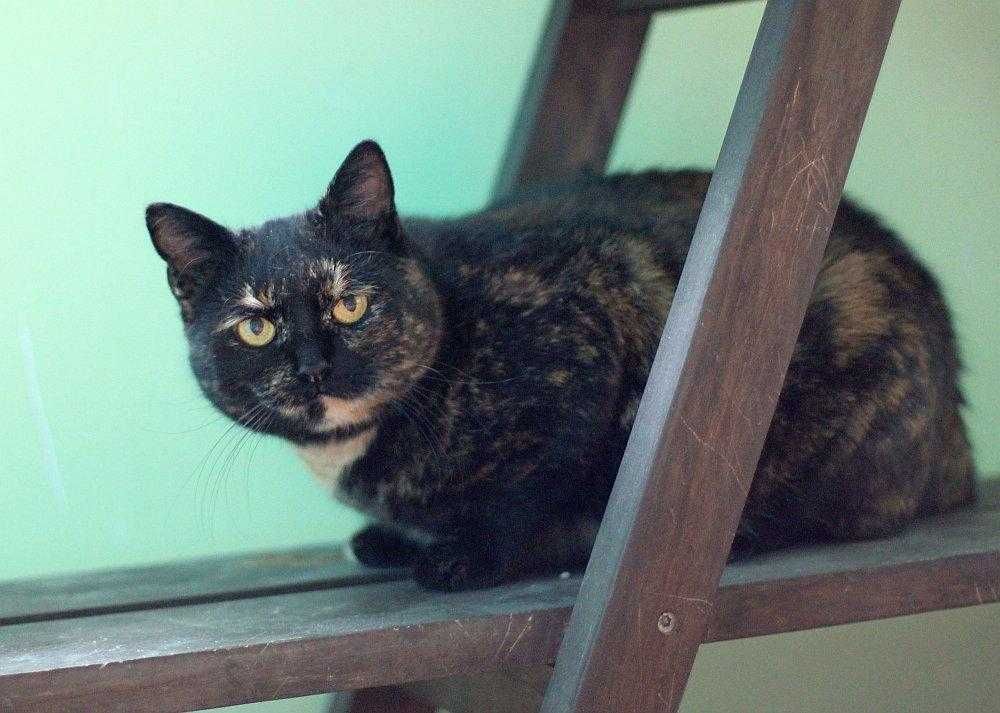 Koteczka Ida do adopcji!!