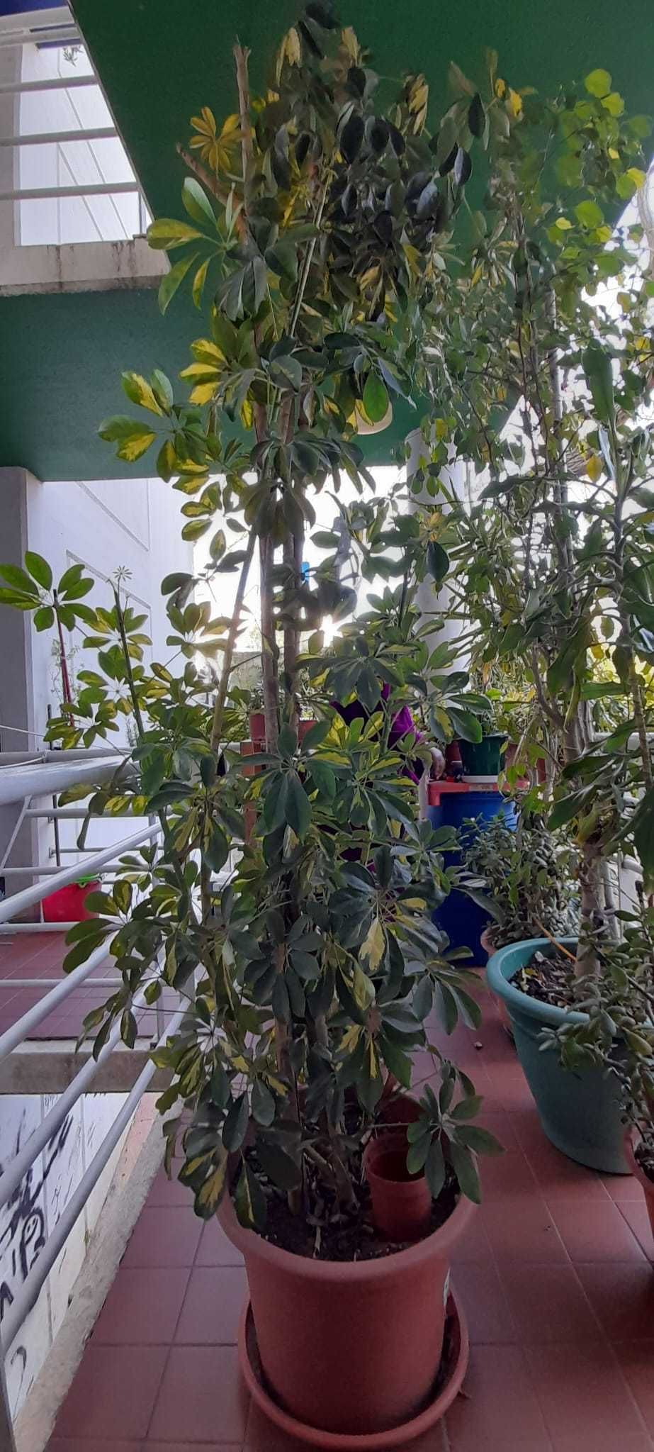 Plantas variadas