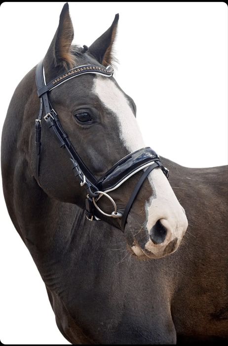 Ogłowie anatomiczne z lakierowanym nachrapnikiem Balotade® Halifax COB