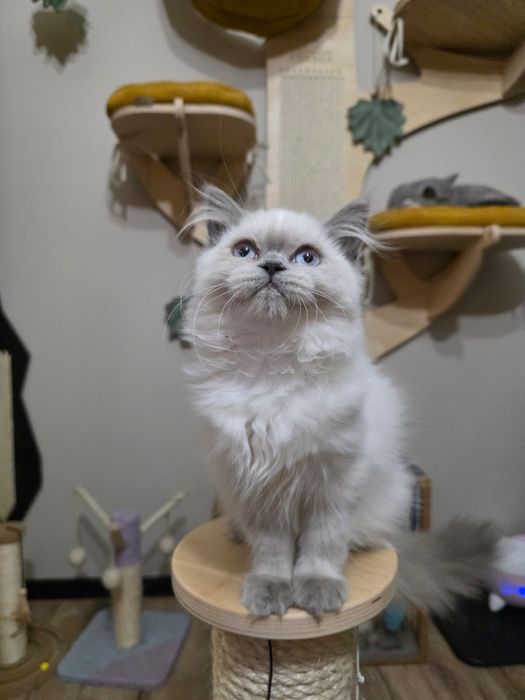 Kotka Brytyjska  Point Niebieski długowlosa FPL gotowa na zmiane domu