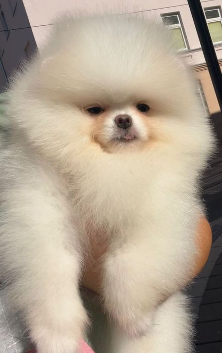 Szpic miniaturowy FCI Pomeranian zkwp