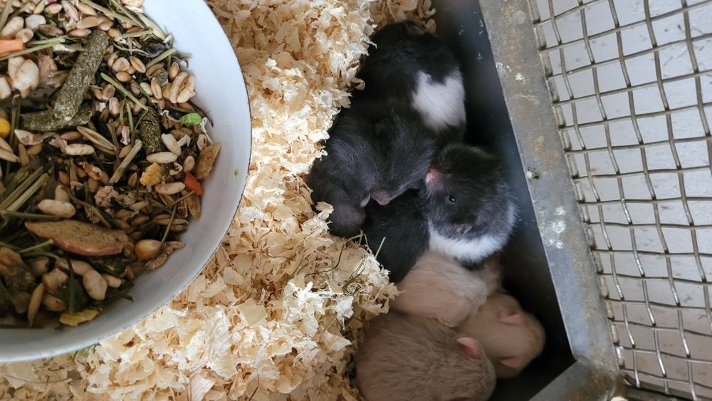 Chomik syryjski młody mix