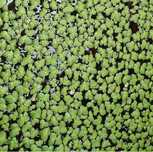 Lemna Minor - Planta de superfície para aquários ou lagos