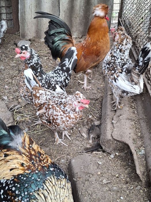 Инкубационное яйцо карликовых курочек