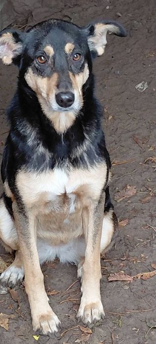 Прилаштовується гарна дівчинка