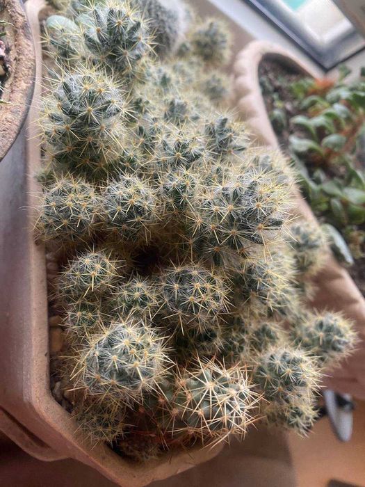 Кактусы, комнатные растения суккуленты