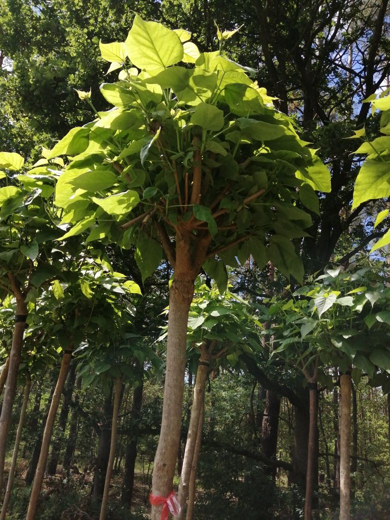 Catalpa Surmia 2m