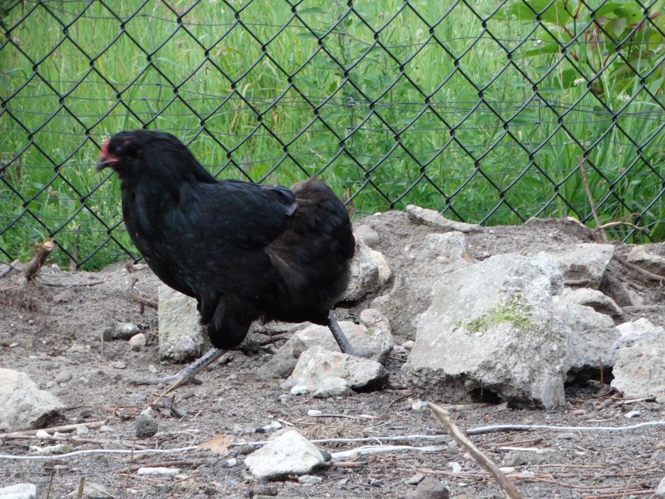 Sprzedam kurę araucana bezogoniastego