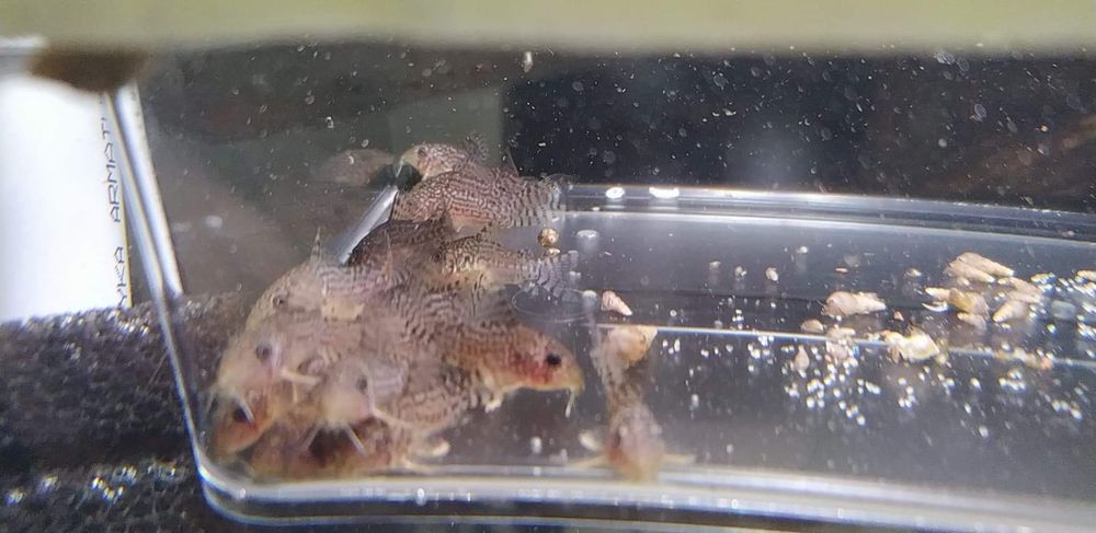 Kirys, kirysek corydoras sterbai, sterbi
