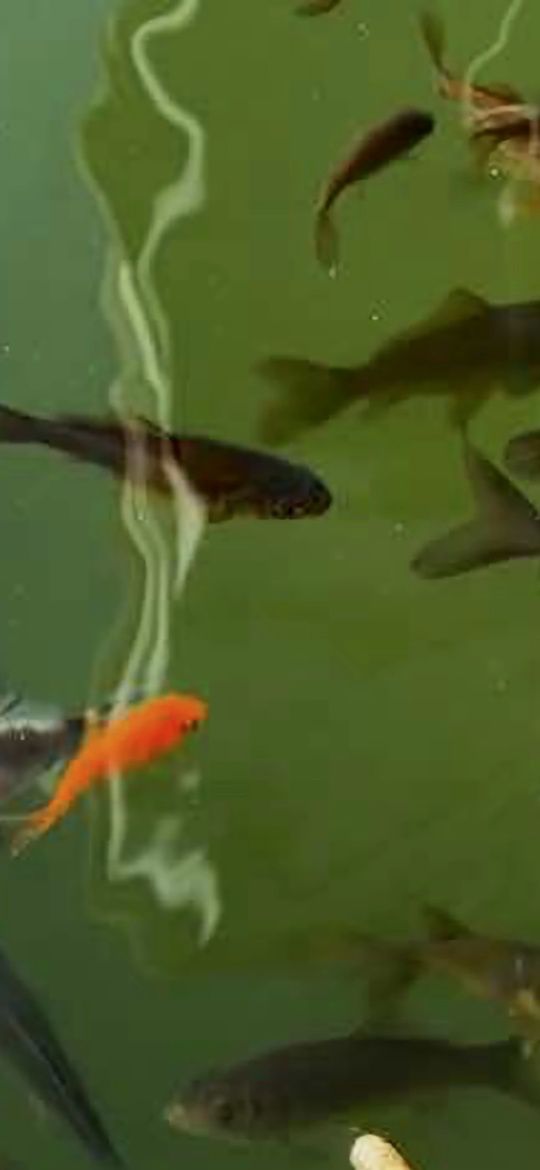 Para ceder Peixes Cometas