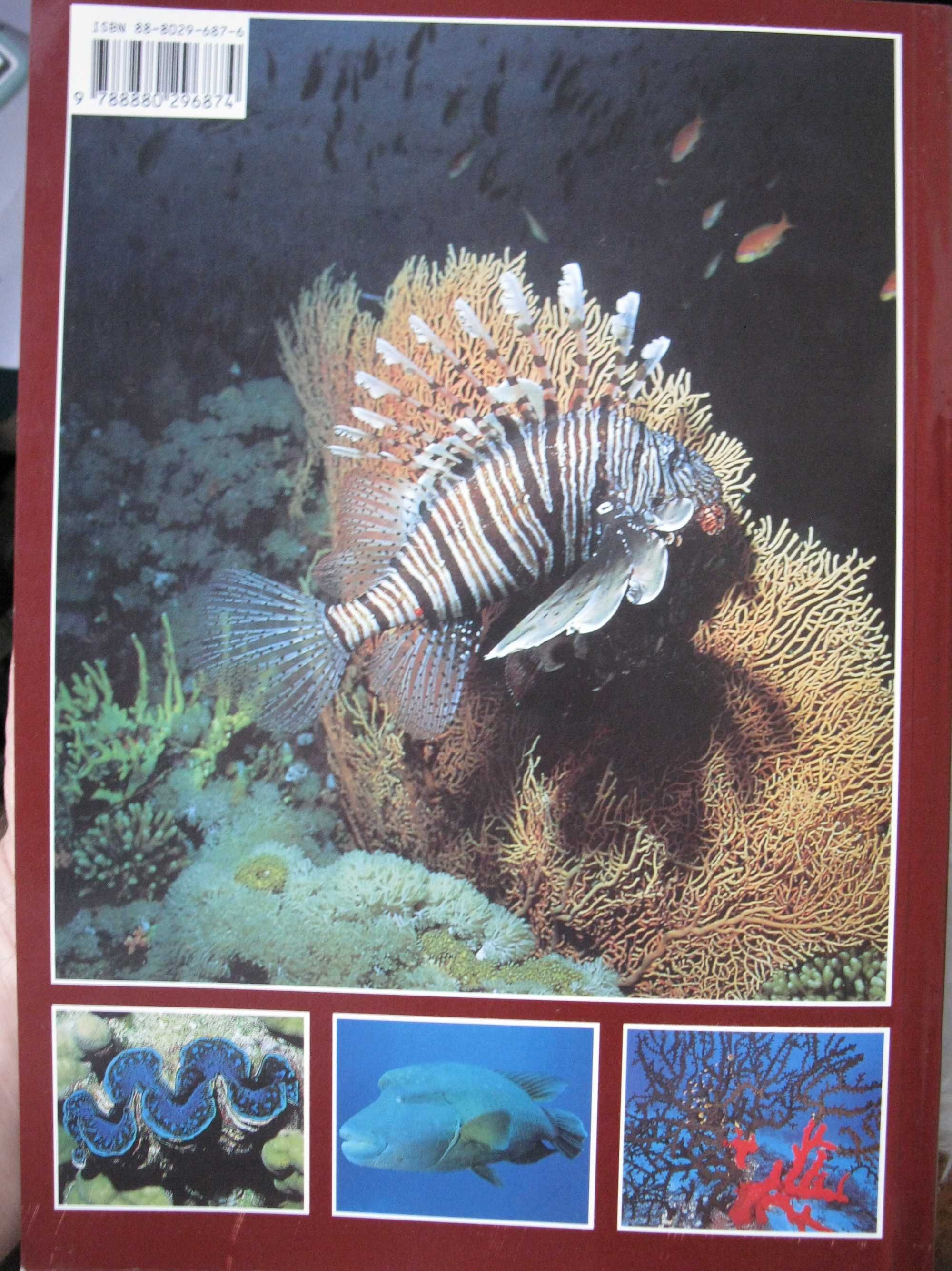 Книга Красное море Чудеса подводного мира (BONECHI) 335 иллюстраций