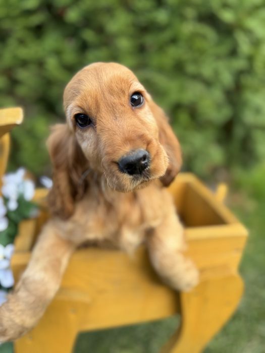 Wyjątkowa mocno złota sunia Cocker Spaniel Angielski z rodowodem