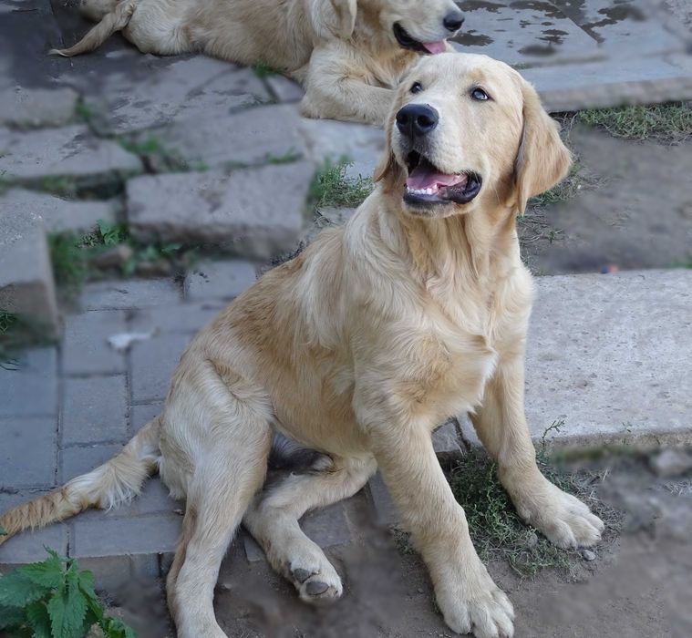 Golden retriever