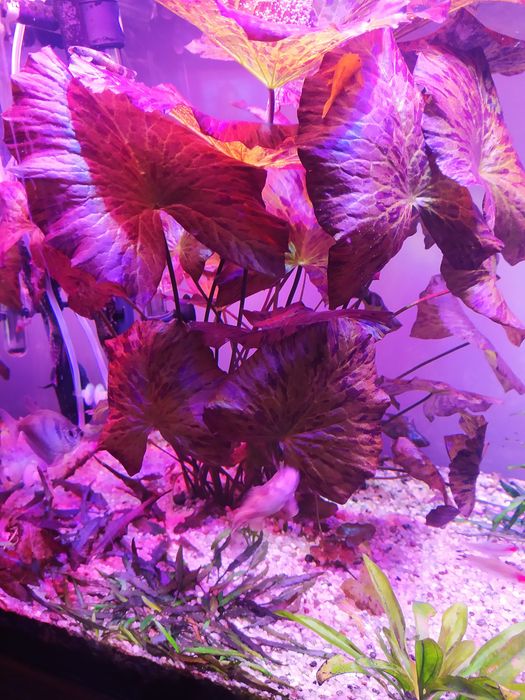 Lotosy czerwone i zielone