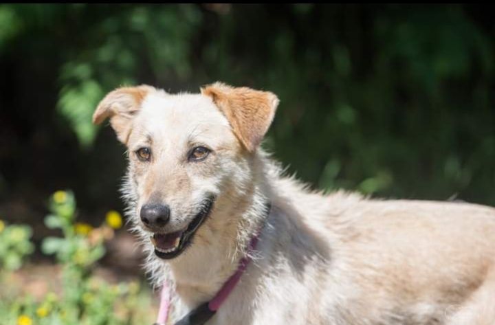 Bonnie- cachorra de porte médio para adoção