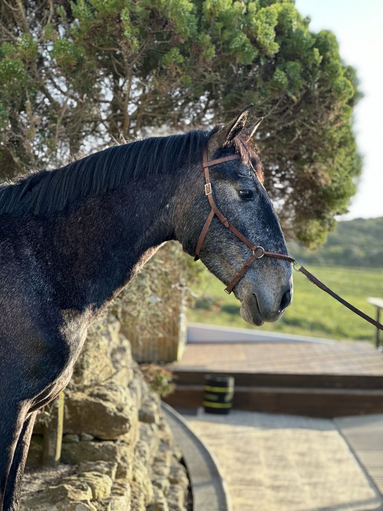 Cavalo PSL blue book complet !