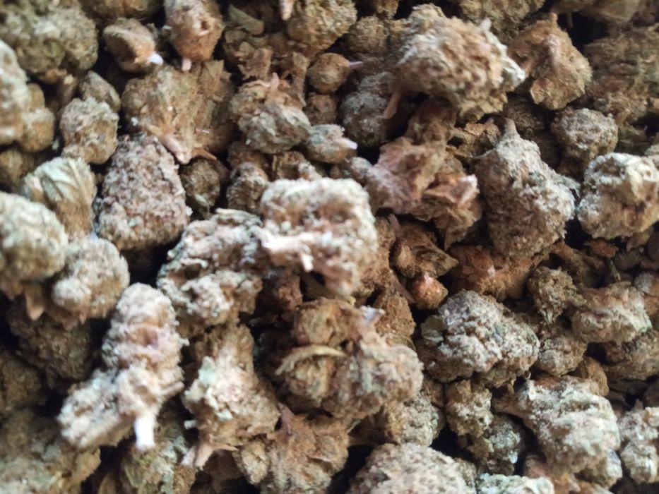 7 gramów susz CBD MOCNY