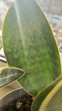 Sansevieria masoniana variegata white