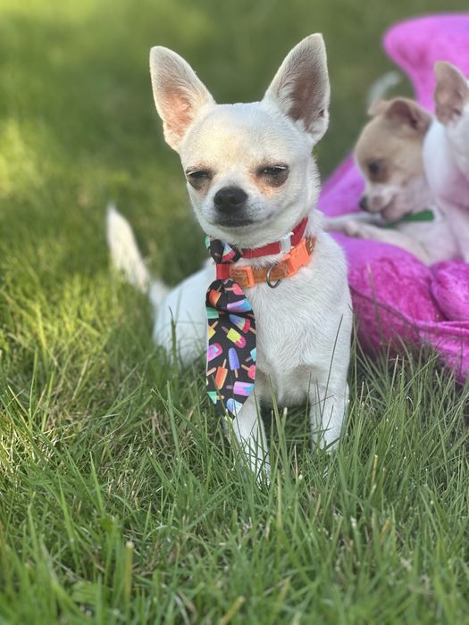 Chihuahua piesek krótkowłosy śliczny