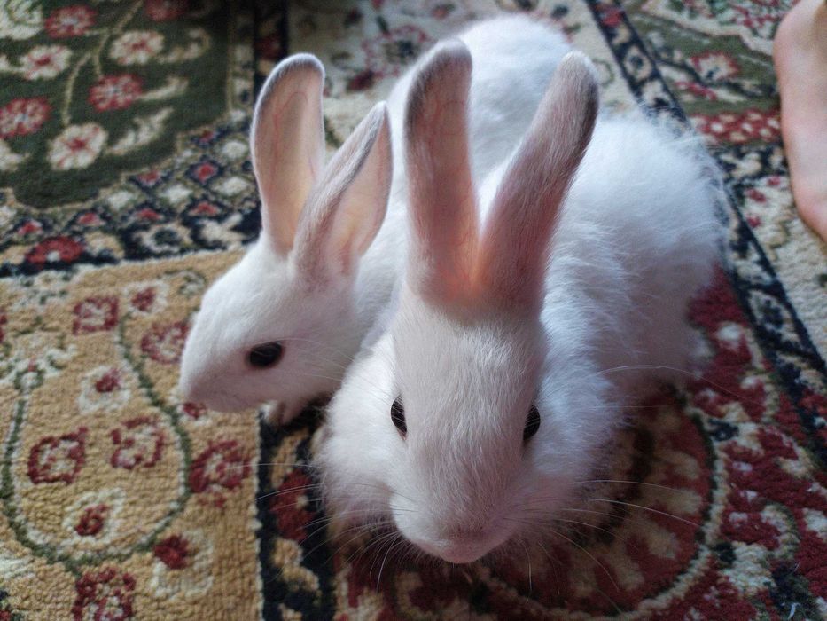 Карликовые кролики