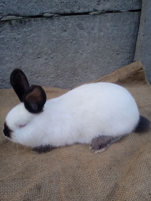 Кролики різних порід