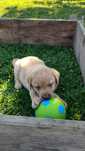Labrador retriever szczeniak