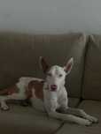 dobermann cao para vender
