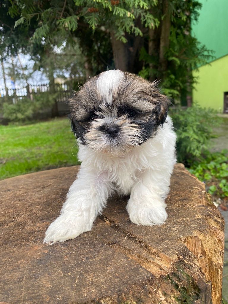 Shih TZU szczeniak