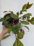 Reservado - Planta Aeschynanthus marmoratus