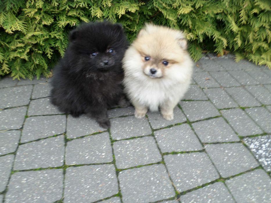 Szpic miniaturowy puchaty  piesek