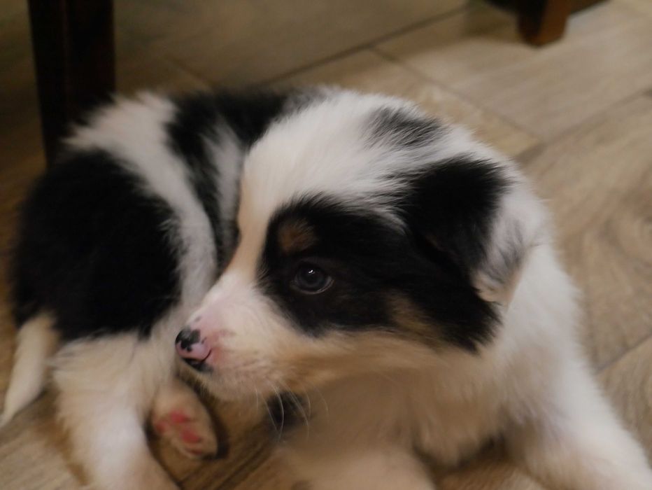Border Collie chłopak