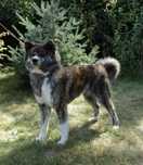 Akita inu pręgowana sunia