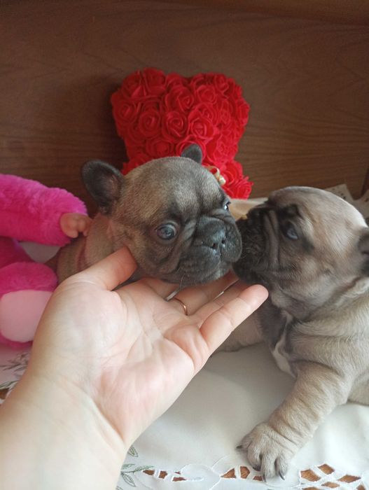 Французькі бульдожки