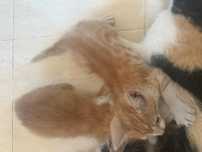 Gatinhas para adocao