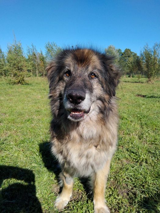 Staruszek Leo szuka domu na ostatnie lata życia