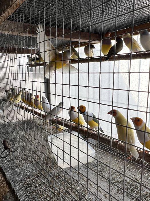 Vendo diamantes de gould