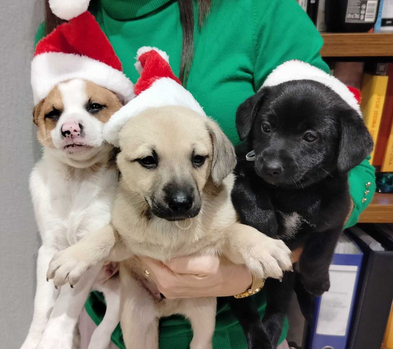 Weź mnie na święta do domu